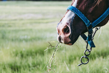 Close up sur les naseaux d'un cheval de trait brun avec son équipement de traction