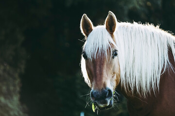 Portrait d'un cheval de trait brun avec une crinière beige dans la lumière du soleil