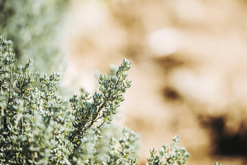 Branches de thym sauvage dans le jardin pour aromatiser la cuisine