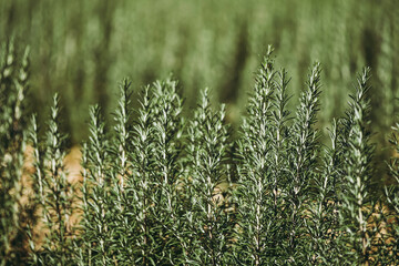 Branches de romarin sauvage dans le jardin pour aromatiser la cuisine