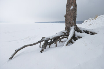 The trunk of a pine tree with roots among snowdrifts on the river bank on a winter day