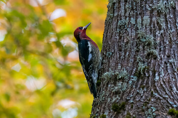 red bellied sapsucker