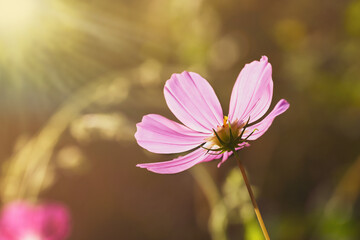 Translucent petals of a pink flower in the rays