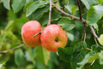 Apples of winter late variety on a branch