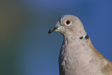 Türkentaube (Streptopelia decaocto)