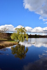weeping willow tree by the lake