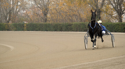 Banner trotting horse race with sulky in the hippodrome
