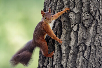 Eichhörnchen (Sciurus vulgaris)