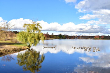 weeping willow tree by the lake