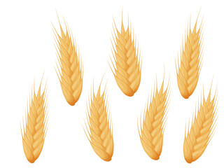 Wheat spike set. Grains of cereals. Harvest, agriculture or bakery theme.
