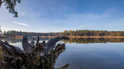 Entwurzelter Baum ragt in den See