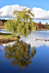 weeping willow tree by the lake