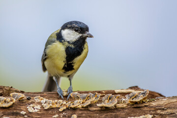 Kohlmeise (Parus major) Jungvogel