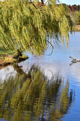 weeping willow tree by the lake