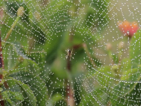 Araign&eacute;e sur sa toile parcourue de goutte d'eau