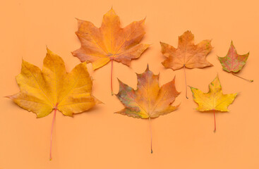 Fototapeta na wymiar Autumn maple leaves on color background