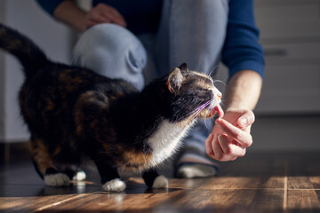 Domestic life with pets. Cat is licking cream from finger of young man at home..