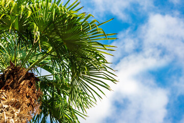 The crown of a green palm tree against a sunny sky with clouds. Bottom view. A symbol of a tropical holiday.