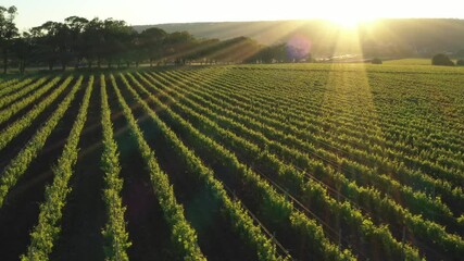Green vineyard rows aerial landscape. Wine making agriculture farm drone sunset view. Grape growing  