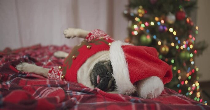 Funny cute pug dog dressed in red Christmas sweater and Santa Claus hat lying lazy in bed at Christmas time at home. Sleep. Dog Christmas costume. Fun and laziness concept