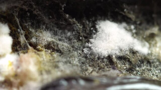 Different types of molds on a rotting tomato. Extreme macro, dolly in.