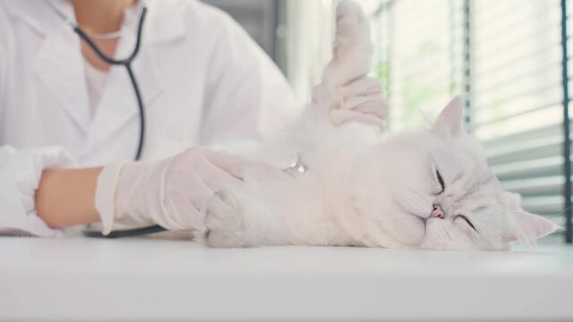 Close up of veterinarian examine cat on appointment in animal clinic.	
