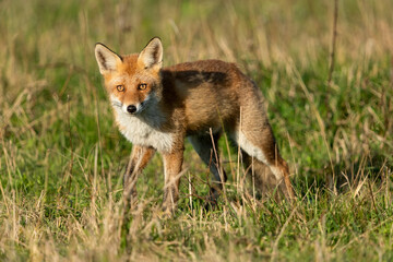 Naklejka na ściany i meble Red fox looking for food in a meadow