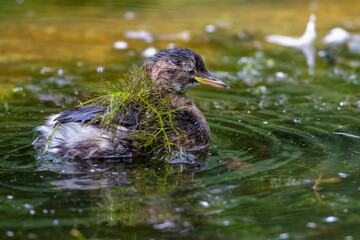 Zwergtaucher (Tachybaptus ruficollis) Jungvogel