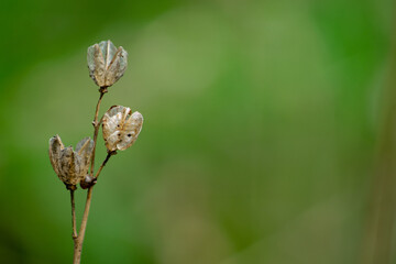 Closeup of dried decaying plants holding seeds inside, blurred background with bokeh in natural setting.