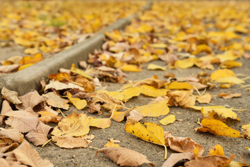 Dry autumn leaves on road