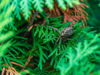 A large spider in a web hunts on the branches of a cypress tree. A big dark spider