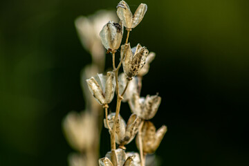 Closeup of dried decaying plants holding seeds inside, blurred background with bokeh in natural setting.