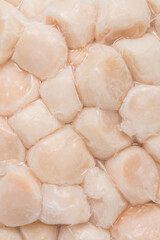 Fototapeta na wymiar Frozen meat scallop close-up. Raw delicatessen seafood. Selective focus, top view and copy space