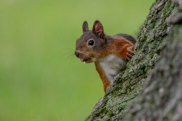 Eichhörnchen (Sciurus vulgaris)