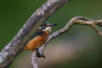 Eisvogel (Alcedo atthis) Jungvogel