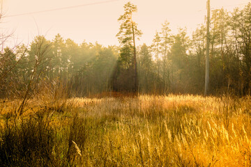 The rays of the setting sun shine through the tall trees. Dry yellow grass field and forest in the background
