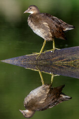 Grünfüßiges Teichhuhn (Gallinula chloropus) Jungvogel