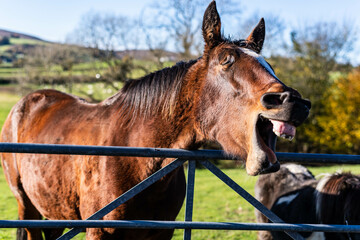 smiling face of a brown horse sequence of 5 to 8