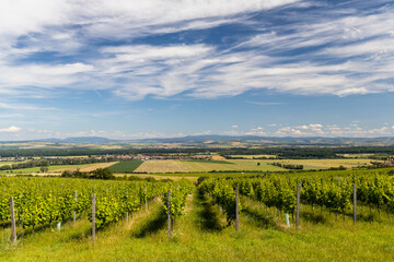Fototapeta premium Vineyards near Polesovice, Southern Moravia, Czech Republic