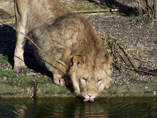 Obraz na płótnie Canvas Lion (Zoo Dortmund, North Rhine-Westfalia, Germany)