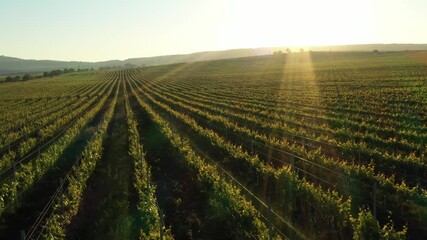 Green vineyard rows aerial landscape. Wine making agriculture farm drone sunset view. Grape growing   - Powered by Adobe