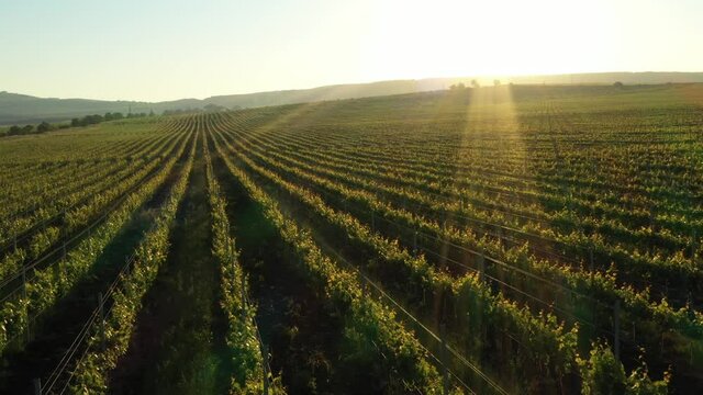 Green vineyard rows aerial landscape. Wine making agriculture farm drone sunset view. Grape growing  