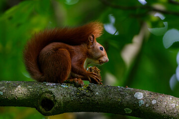 Eichhörnchen (Sciurus vulgaris)