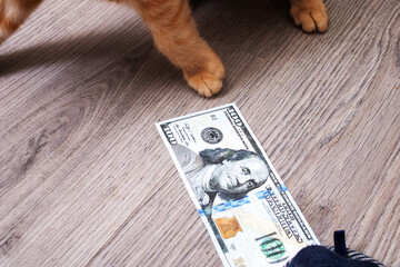 Kitten playing in a pile of dollar bills