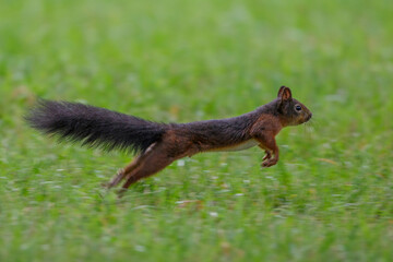 Eichhörnchen (Sciurus vulgaris) © Rolf Müller