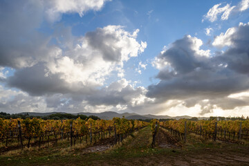 Fototapeta na wymiar Weinanbau mit Herbstfarben bei Sonnenschein, Wolken und blauem Himmel, im November in der Via del Vino, Toskana, Italien.,