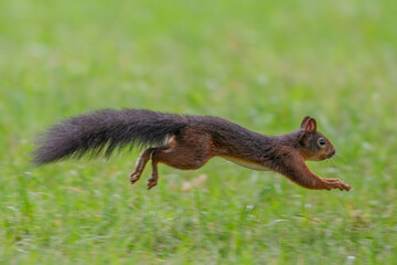 Eichhörnchen (Sciurus vulgaris)