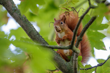 Eichhörnchen (Sciurus vulgaris)