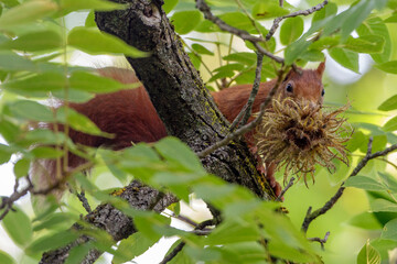 Eichhörnchen (Sciurus vulgaris)