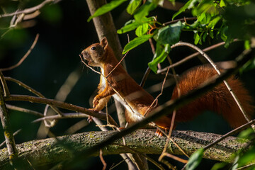 Eichhörnchen (Sciurus vulgaris)